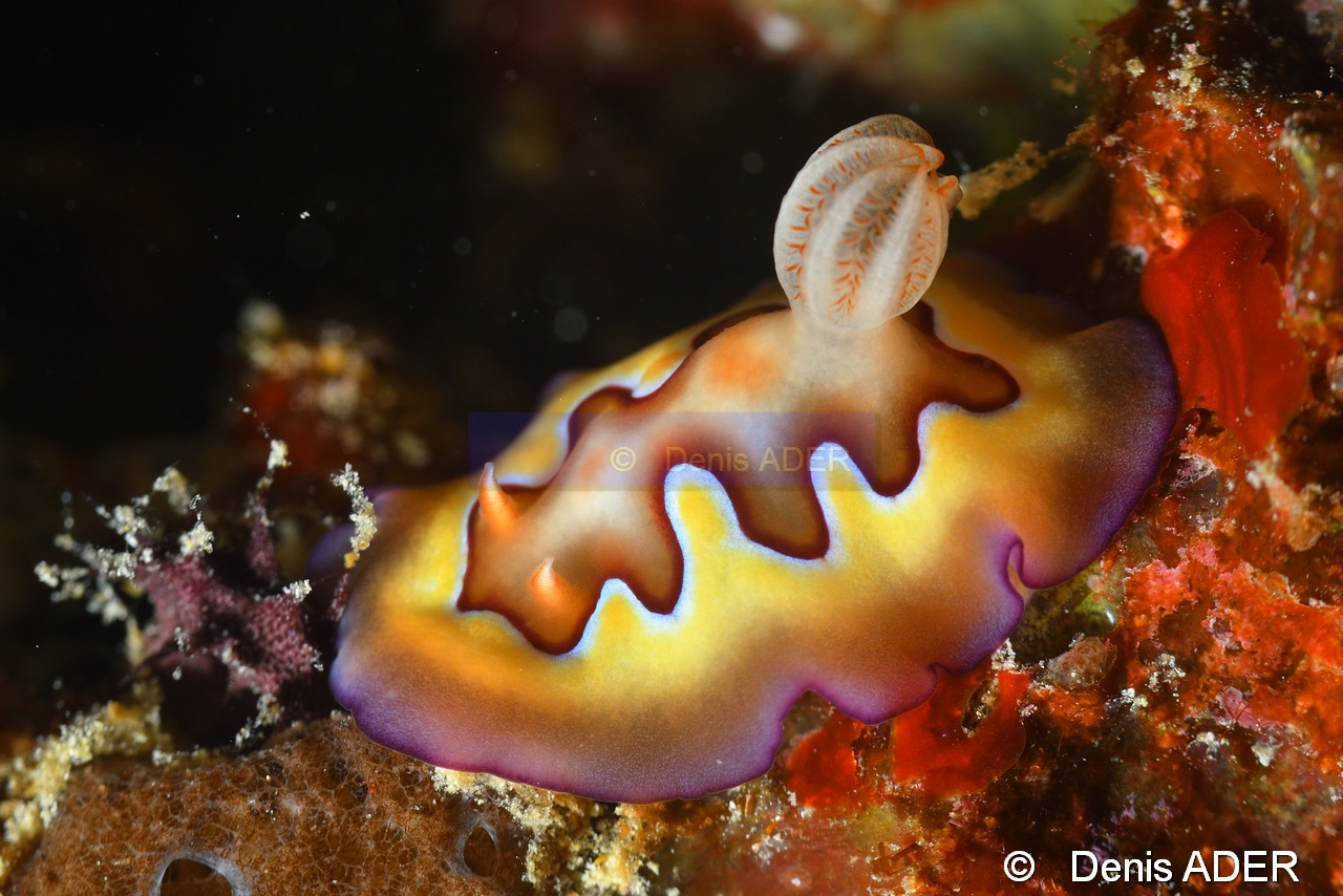 Chromodoris coi-Moga Island Bopa 3-26m-20180529-Denis-ADER-DSC_1901_tn.jpg